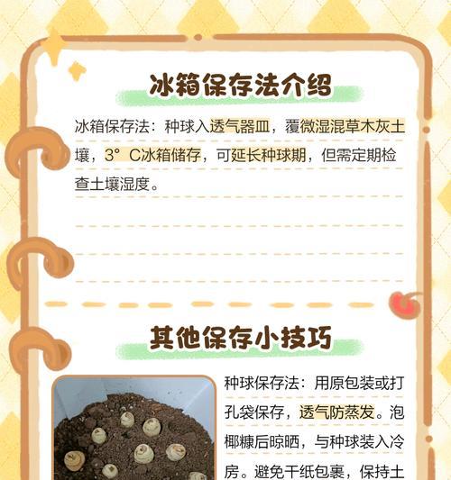 百合种球的正确养护方法是什么？
