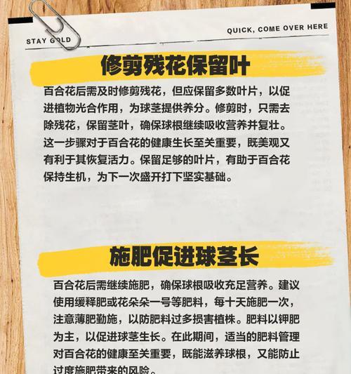百合种球的正确养护方法是什么？