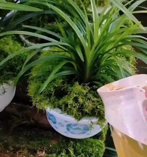 兰花怎么发芽？发芽过程和注意事项是什么？