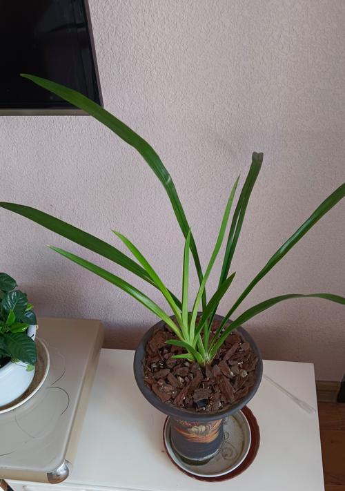 兰花怎么发芽？发芽过程和注意事项是什么？