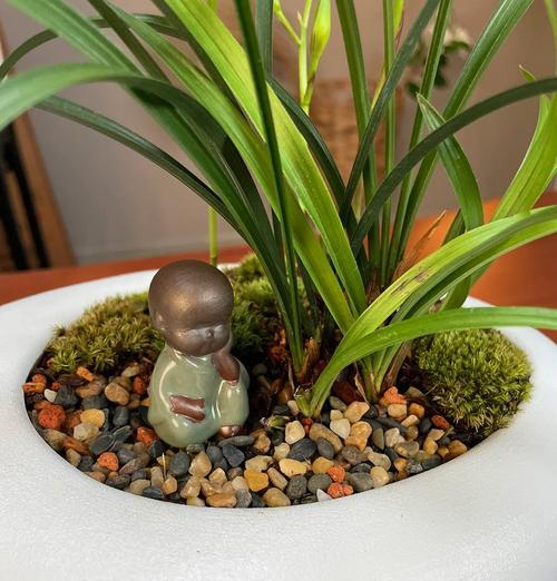 锦松养护需要注意哪些要点？如何让锦松茁壮成长？