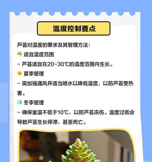 冬天芦荟的养殖技巧有哪些？