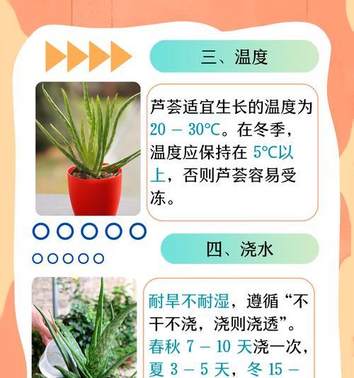 冬天芦荟的养殖技巧有哪些？