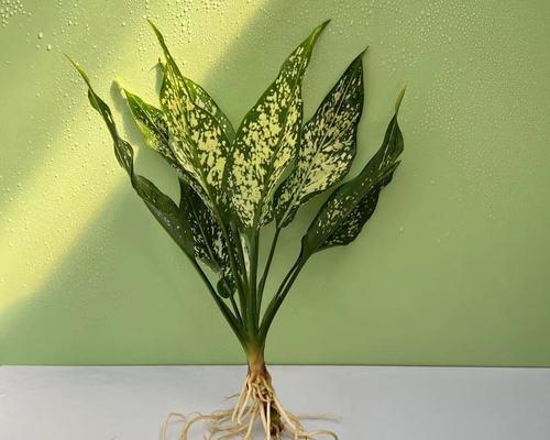 万年青种植方法？如何从种子开始培养万年青？