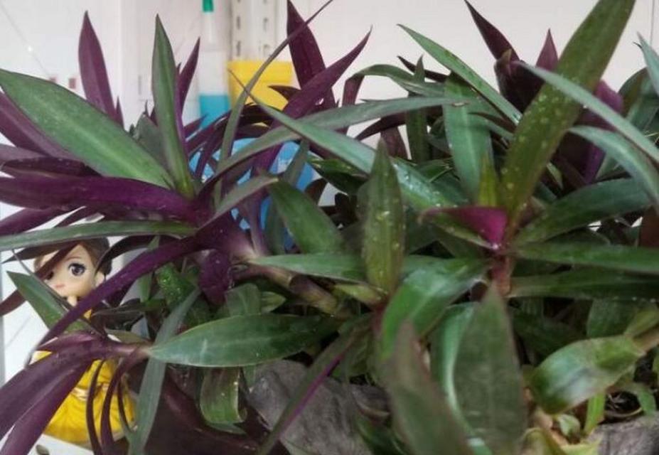 万年青种植方法？如何从种子开始培养万年青？