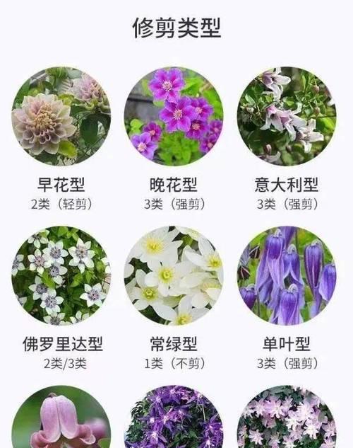 香花品种有哪些？如何选择适合的香花品种？