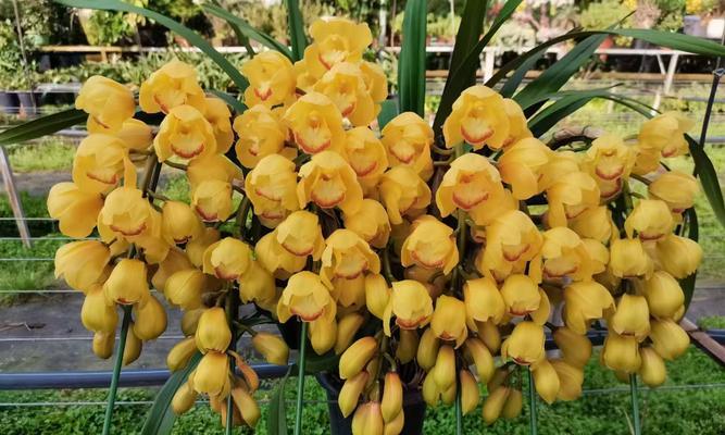 香花品种有哪些？如何选择适合的香花品种？
