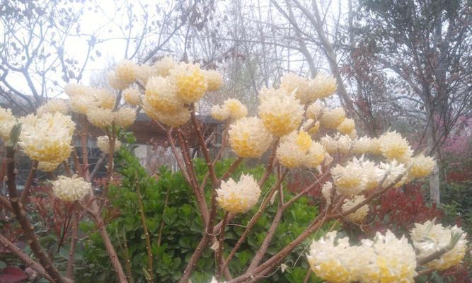 香花品种有哪些？如何选择适合的香花品种？