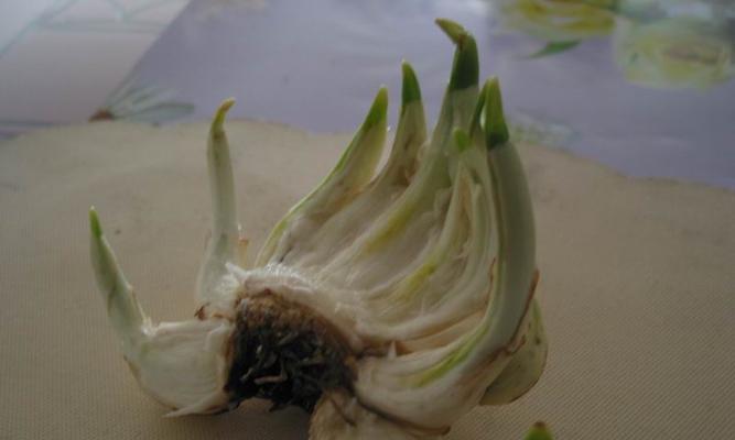水仙雕刻的步骤是什么？如何雕刻出美丽的水仙花？