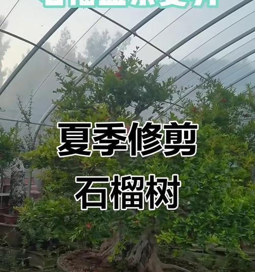 石榴苗修剪的最佳时机和方法是什么？