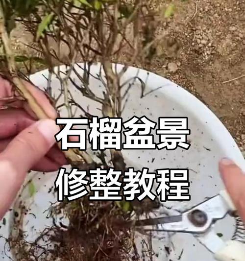 石榴苗修剪的最佳时机和方法是什么？