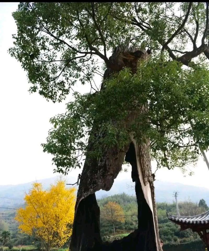 什么树长的高？哪些树种可以长成参天大树？