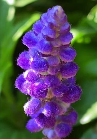 蓝尾草种植技巧有哪些？如何正确种植蓝尾草？