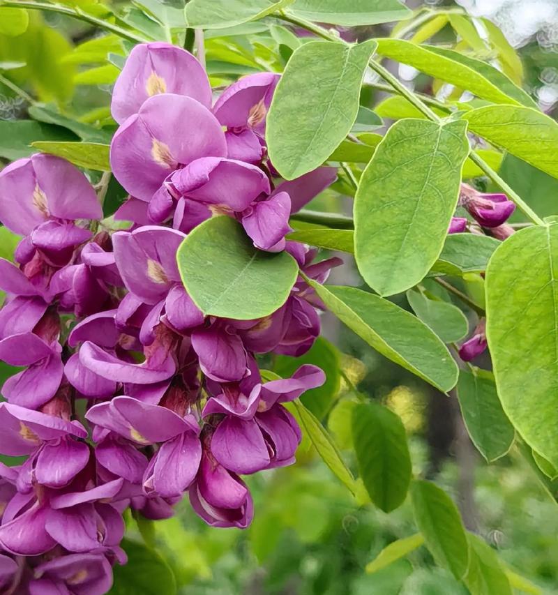 槐花有哪些种类？槐花的种植和养护方法是什么？