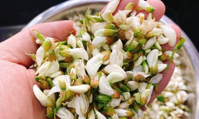 槐花有哪些种类？槐花的种植和养护方法是什么？