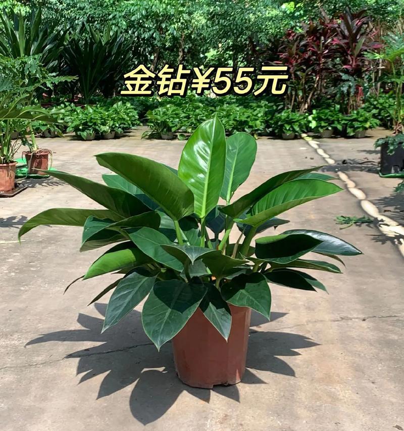 金钻植物的种植技巧和管理要点？
