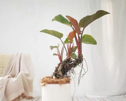 金钻植物的种植技巧和管理要点？