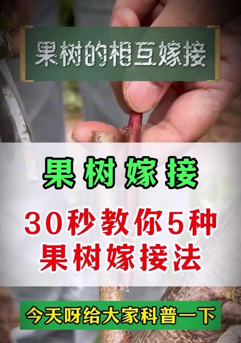 杏树种植时应避免与哪些植物相邻？