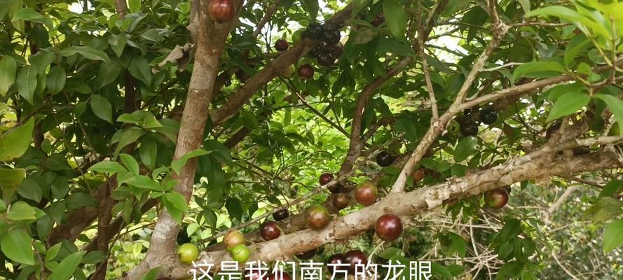 嘉宝果种植的正确步骤是什么？