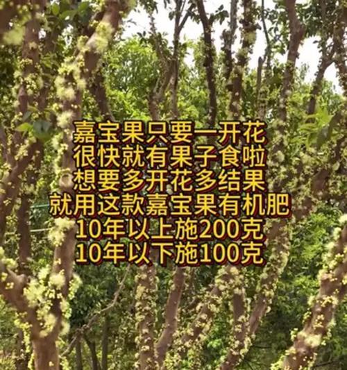 嘉宝果种植的正确步骤是什么？
