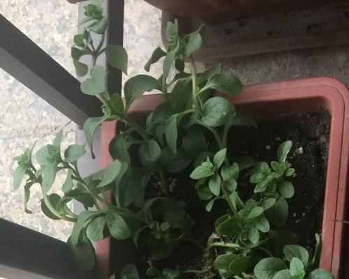 矮牛浇水的正确频率是什么？如何判断浇水时机？