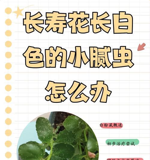 长寿花种植的正确步骤是什么？