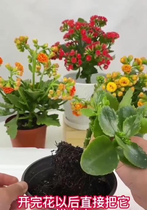长寿花种植的正确步骤是什么？