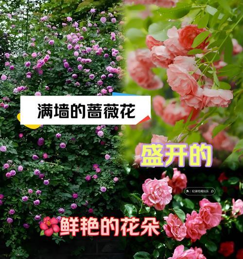 蔷薇花的养殖技巧和注意事项有哪些？