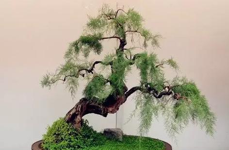 哪种柳树最适合做盆景？