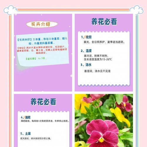 夏堇的养殖方法有哪些？如何保持其持续开花？