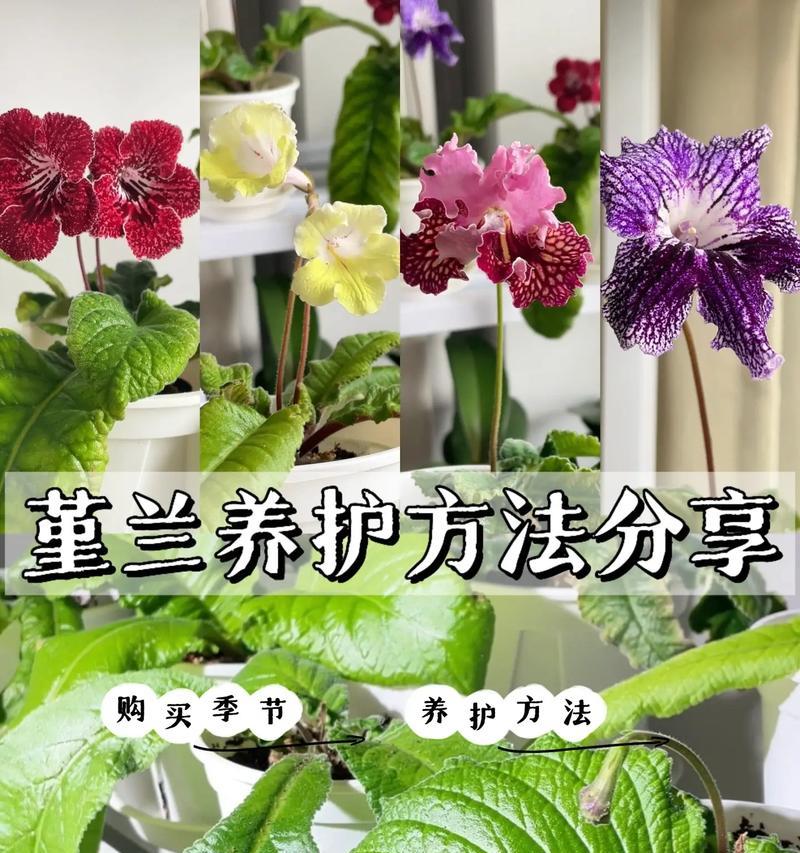 夏堇的养殖方法有哪些？如何保持其持续开花？