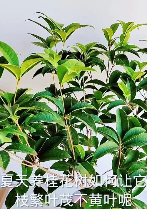 桂花树的养殖方法有哪些？