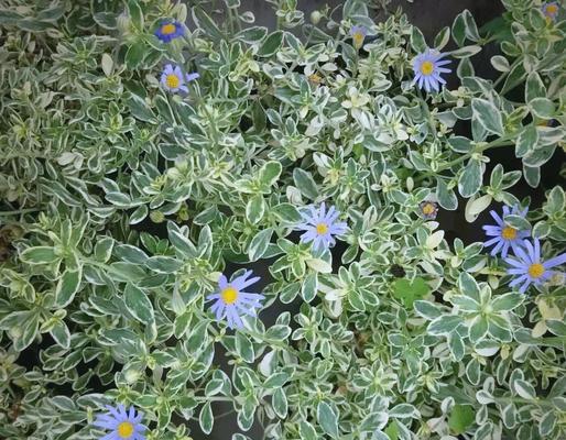 玛格丽特花的养殖技巧和常见问题解答？