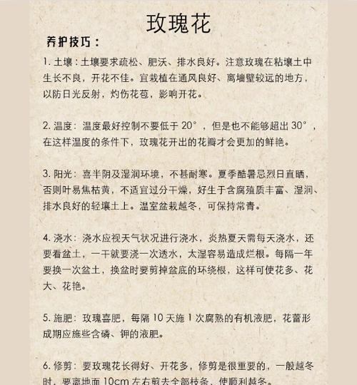 玫瑰花的养殖技巧有哪些？