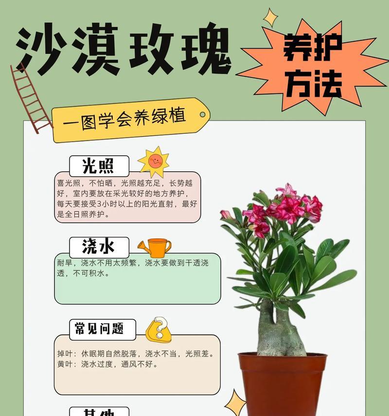 玫瑰花的养殖技巧有哪些？