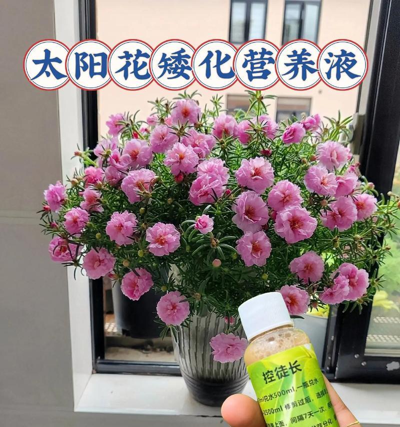 花卉徒长的原因及防治方法是什么？
