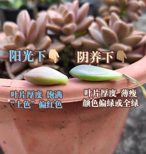 花卉徒长的原因及防治方法是什么？