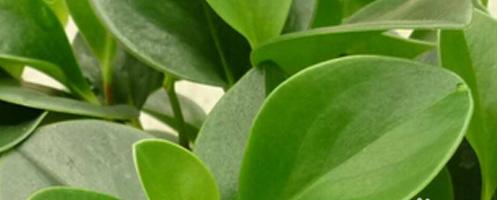 碧玉植物长高后修剪技巧有哪些？