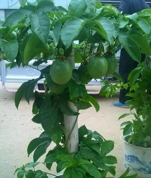 阳台种植百香果有哪些注意事项？