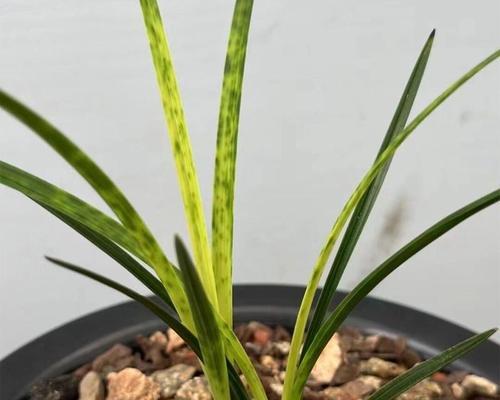 什么品种的兰花最受欢迎？兰花品种选择指南？