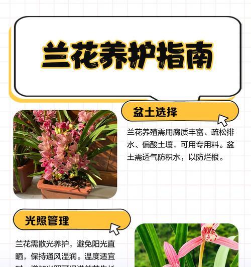什么品种的兰花最受欢迎？兰花品种选择指南？