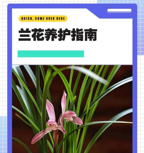 什么品种的兰花最受欢迎？兰花品种选择指南？