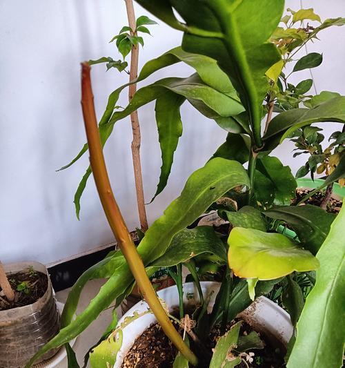 昙花养殖需要注意哪些问题？