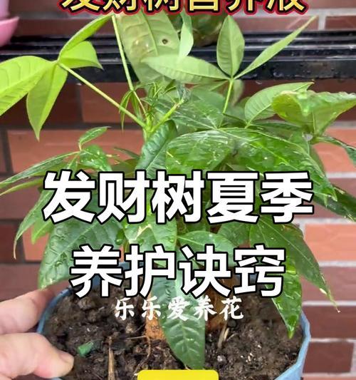 盆栽发财树浇水技巧是什么？怎样避免发财树烂根？