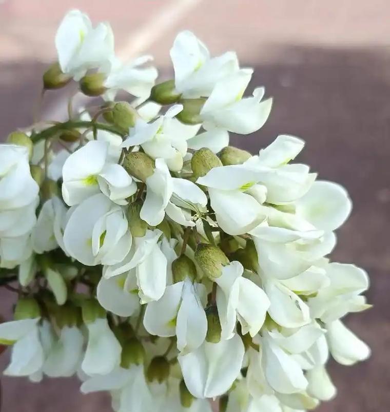 槐花有哪些品种？不同品种的槐花有何区别？