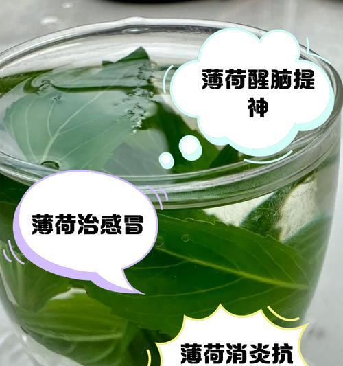 薄荷有什么作用？它在日常生活中有哪些用途？