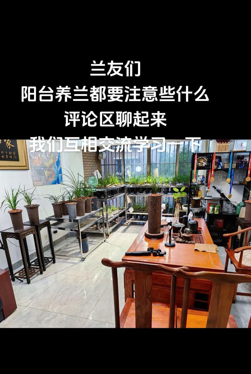 阳台兰花养殖需要注意哪些事项？如何确保兰花健康？