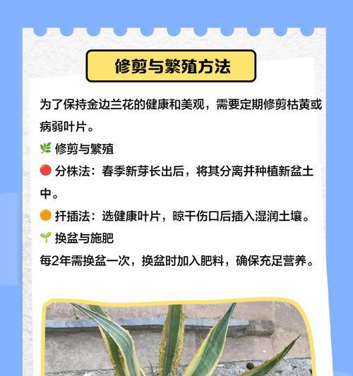 阳台兰花养殖需要注意哪些事项？如何确保兰花健康？