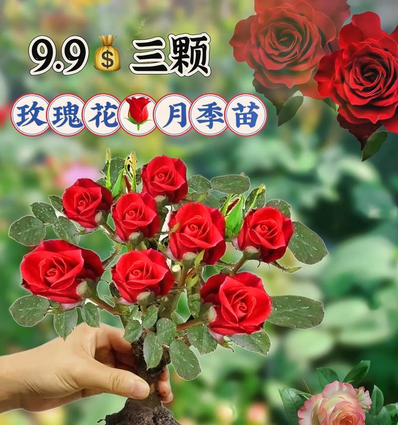 月季花盆选择指南：哪种花盆最适合月季？