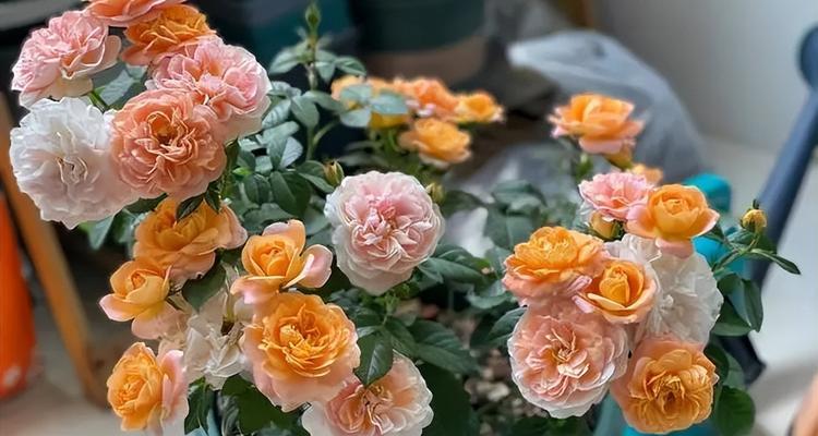 月季花盆选择指南：哪种花盆最适合月季？